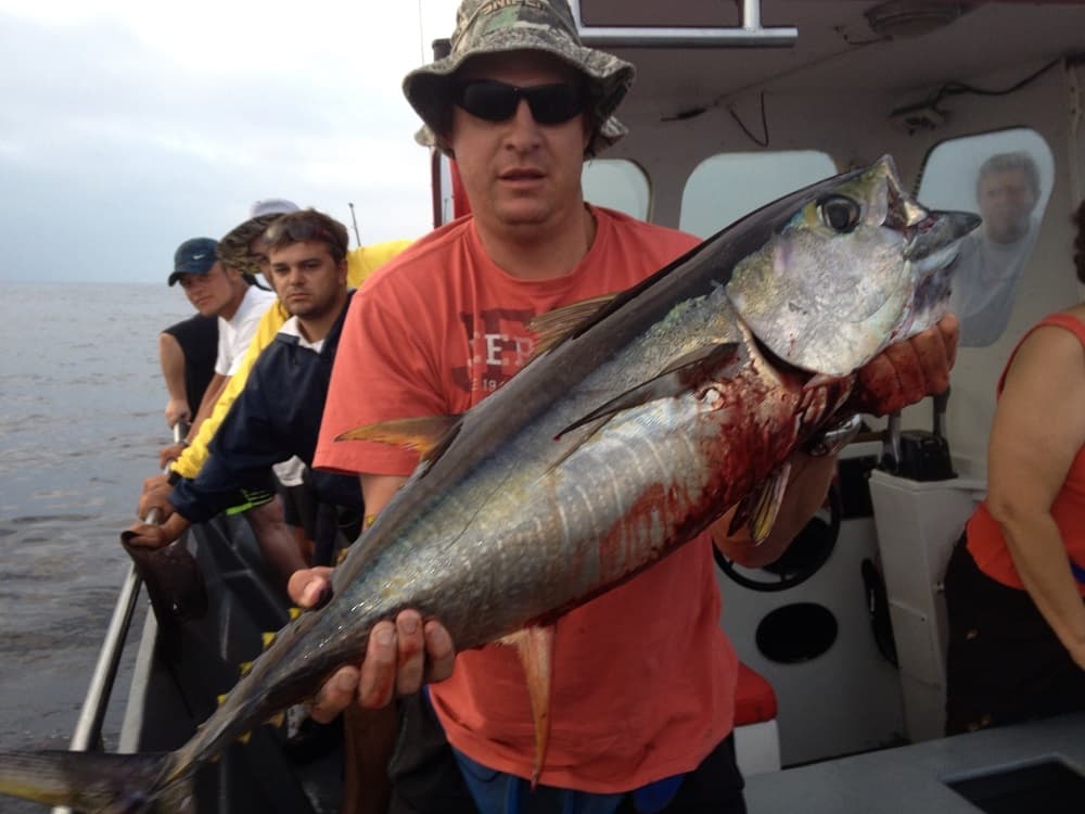 Yellowfin tuna